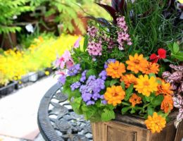 季節の寄せ植え