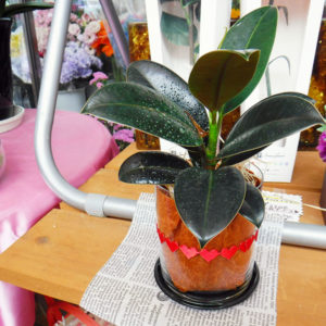 水やりが手軽な観葉植物。男性への贈りものにぴったりです。会社のデスクに合います。