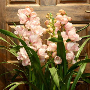 寒さに強く冬に咲くシンビジウム。胡蝶蘭の仲間で贈り物のお花におすすめです。たくさんの花をつけるので見ごたえがあります。