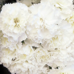 white-carnation white-carnation