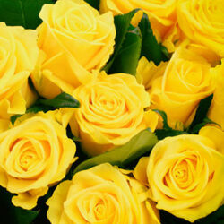 yellow-rose yellow-rose